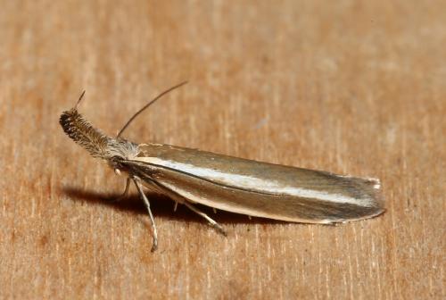 Réf. 184 895 : Pleurota aristella